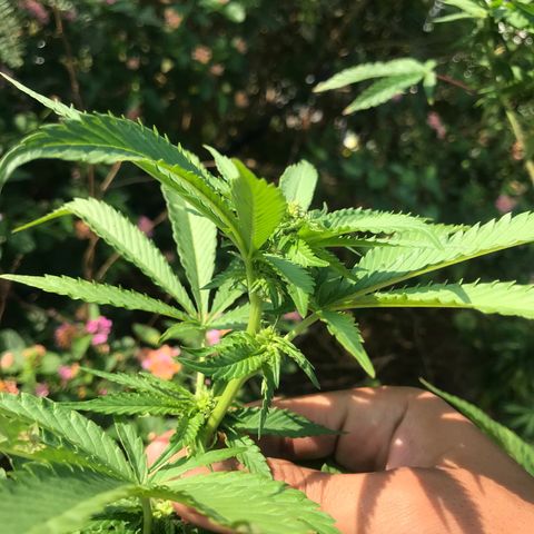 Gas Basket #1 (STS) growlog timeline photo