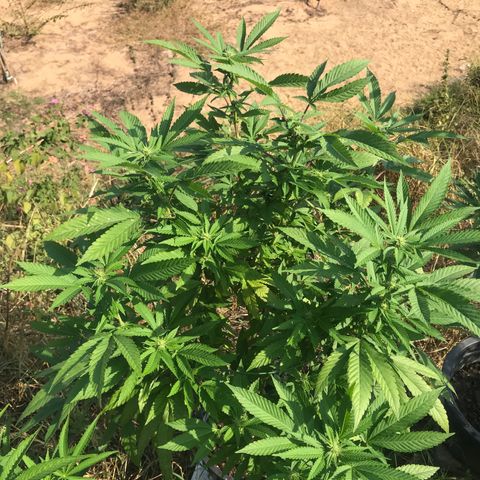 Banana Basket (AP&BNN x GBK #1) growlog timeline photo