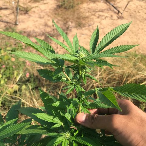 Banana Basket (AP&BNN x GBK #1) growlog timeline photo