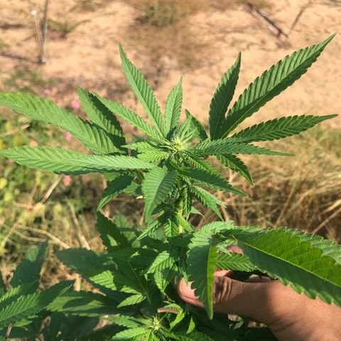 Banana Basket (AP&BNN x GBK #1) growlog timeline photo