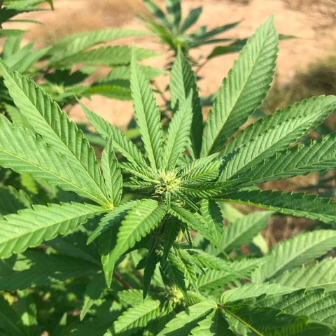 Banana Basket (AP&BNN x GBK #1) growlog timeline photo