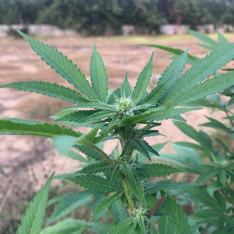 Banana Basket (AP&BNN x GBK #1) growlog timeline photo