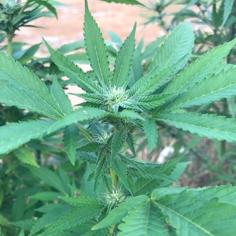 Banana Basket (AP&BNN x GBK #1) growlog timeline photo