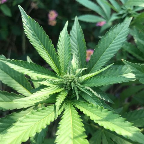 Gas Basket #1 (STS) growlog timeline photo