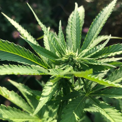Gas Basket #1 (STS) growlog timeline photo