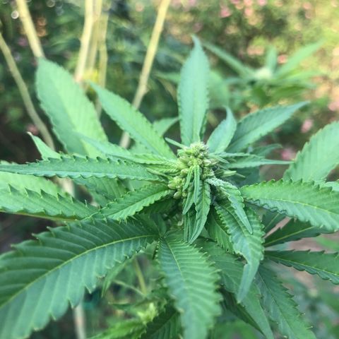 Gas Basket #1 (STS) growlog timeline photo
