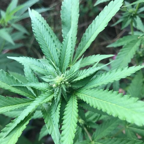 Gas Basket #1 (STS) growlog timeline photo