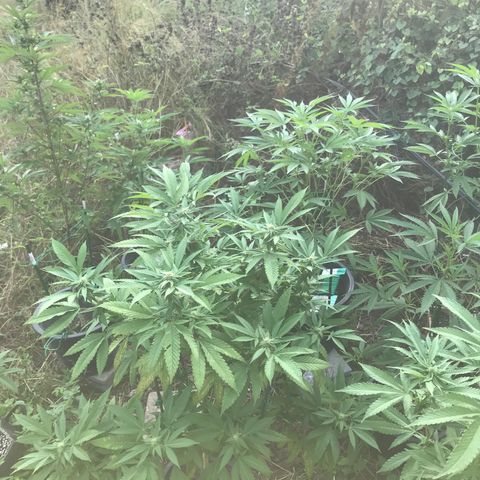 Banana Basket (AP&BNN x GBK #1) growlog timeline photo