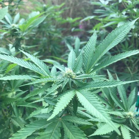 Banana Basket (AP&BNN x GBK #1) growlog timeline photo