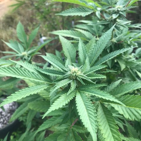 Banana Basket (AP&BNN x GBK #1) growlog timeline photo