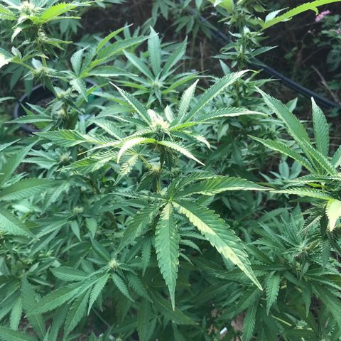 Gas Basket #1 (STS) growlog timeline photo