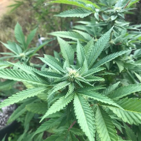 Banana Basket (AP&BNN x GBK #1) growlog timeline photo