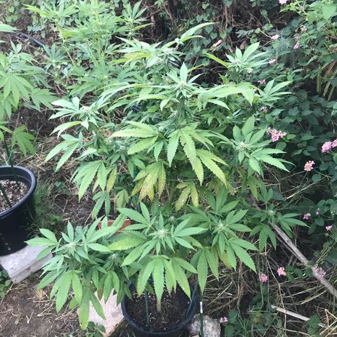 Banana Basket (AP&BNN x GBK #1) growlog timeline photo