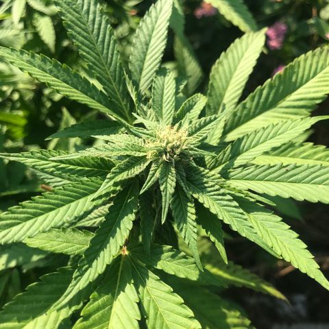 Gas Basket #1 (STS) growlog timeline photo