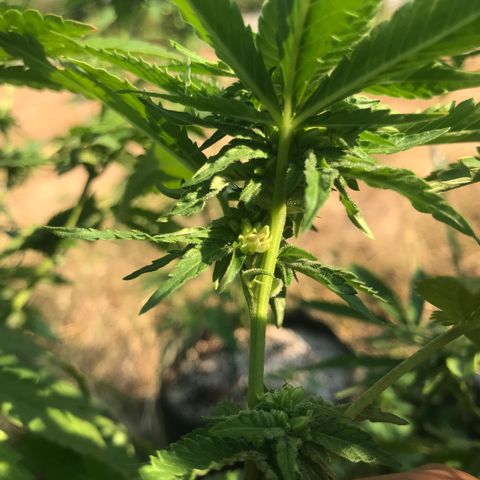 Gas Basket #1 (STS) growlog timeline photo