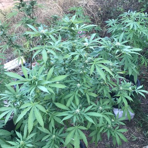Gas Basket #1 (STS) growlog timeline photo