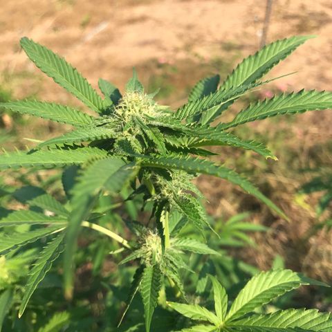 Gas Basket #1 (STS) growlog timeline photo
