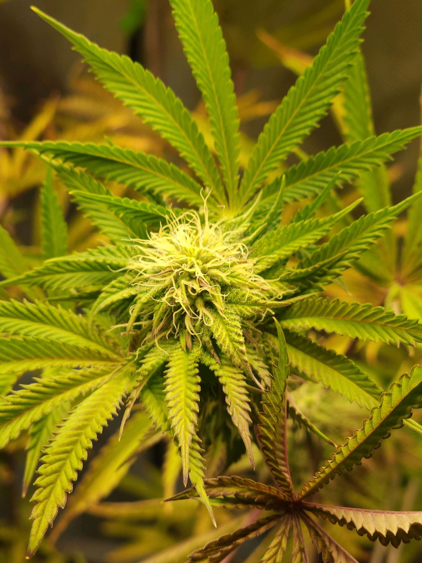 No haircut growlog header