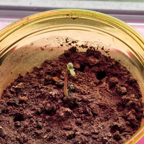 No haircut growlog photo