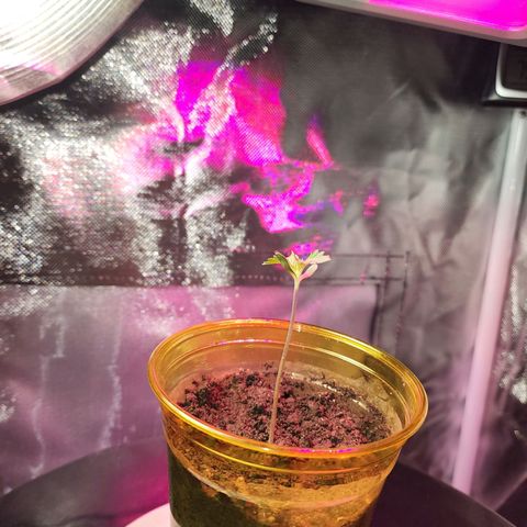 No haircut growlog photo