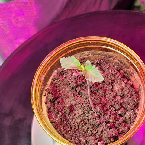 No haircut growlog photo