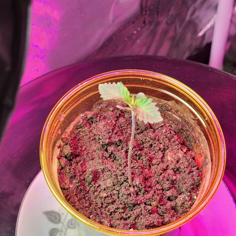 No haircut growlog photo