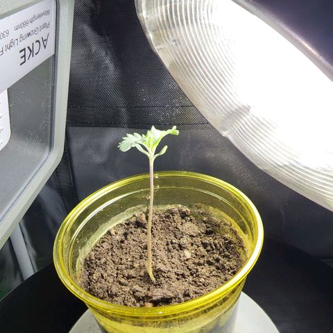 No haircut growlog photo: Na