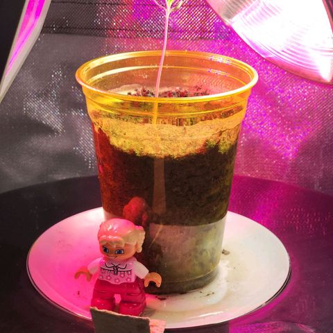 No haircut growlog photo: Na