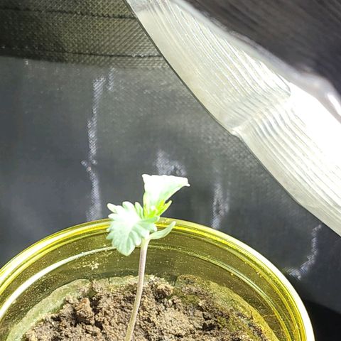 No haircut growlog photo: Na