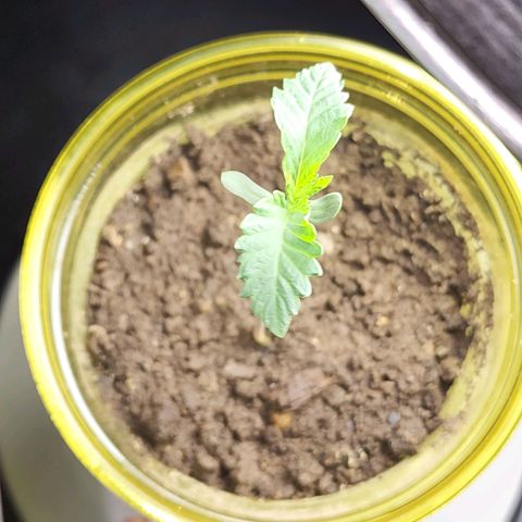 No haircut growlog photo: Na