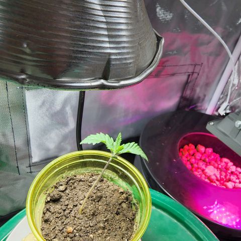 No haircut growlog timeline photo