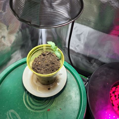 No haircut growlog timeline photo