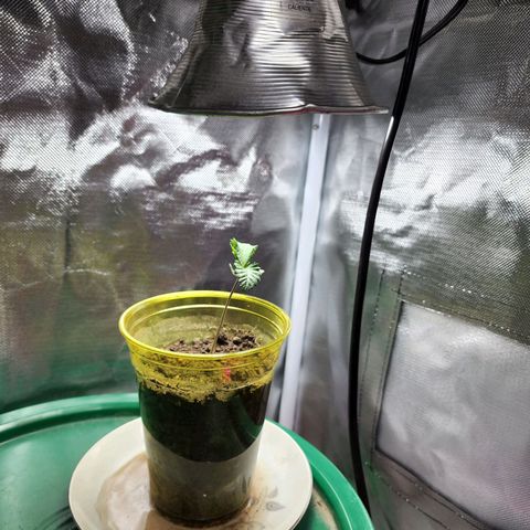 No haircut growlog timeline photo