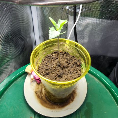 No haircut growlog photo: 757am