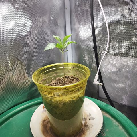 No haircut growlog timeline photo