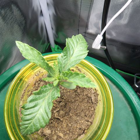 No haircut growlog timeline photo