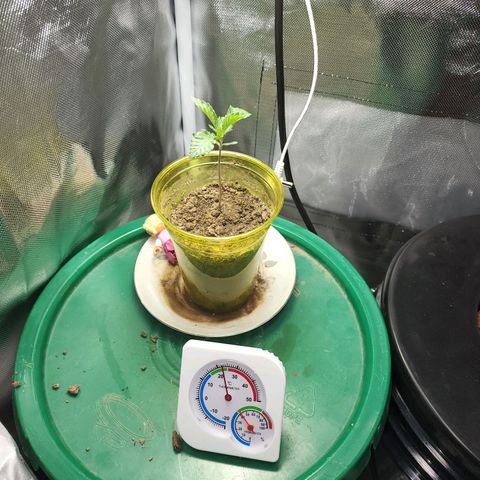 No haircut growlog timeline photo