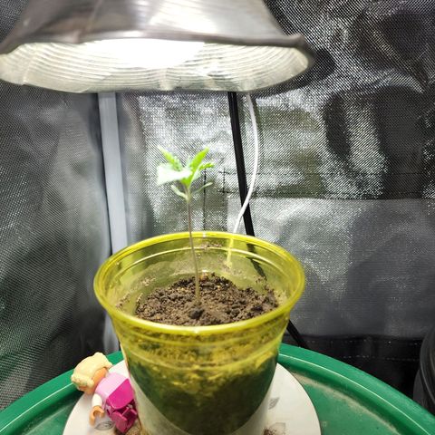 No haircut growlog timeline photo