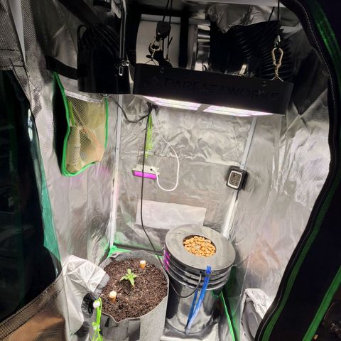 No haircut growlog photo: Transplant to 5 gallon potting bag. Fingers 🤞 I think it went into shock... new ra2000 Parfactworks lcd grow light.  Added vent fan. The photo doesn't show neat install.