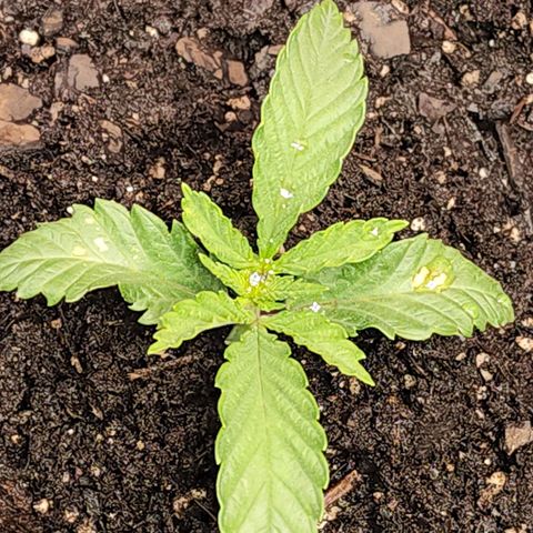 No haircut growlog photo: Transplant to 5 gallon potting bag. Fingers 🤞 I think it went into shock... new ra2000 Parfactworks lcd grow light.  Added vent fan. The photo doesn't show neat install.