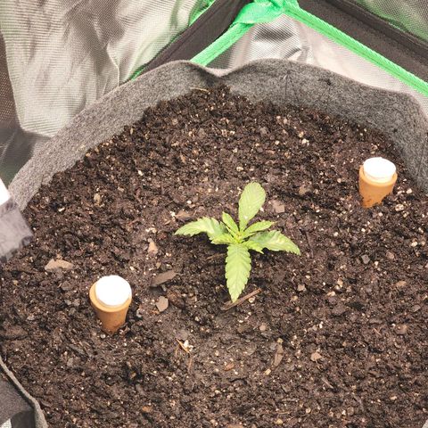 No haircut growlog photo: Transplant to 5 gallon potting bag. Fingers 🤞 I think it went into shock... new ra2000 Parfactworks lcd grow light.  Added vent fan. The photo doesn't show neat install.