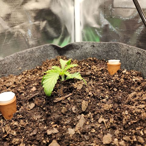 No haircut growlog photo: Photo update