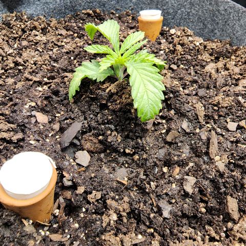 No haircut growlog photo: Photo update