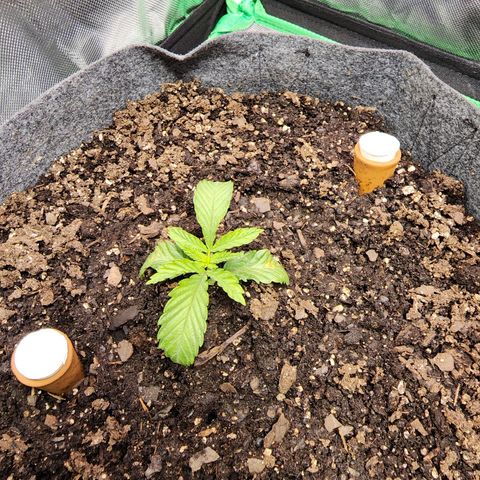 No haircut growlog photo: Photo update