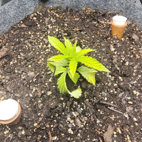 No haircut growlog photo: I think  she's recovering from transplant shock. Bottom leaves may be done