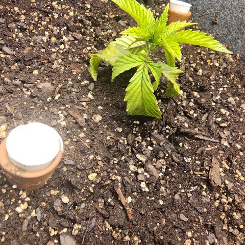 No haircut growlog photo: I think  she's recovering from transplant shock. Bottom leaves may be done