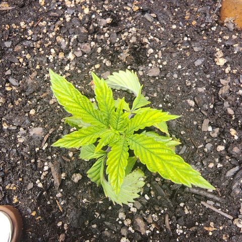 No haircut growlog photo: I think  she's recovering from transplant shock. Bottom leaves may be done