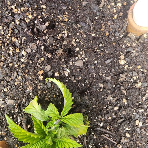 No haircut growlog photo: I think  she's recovering from transplant shock. Bottom leaves may be done