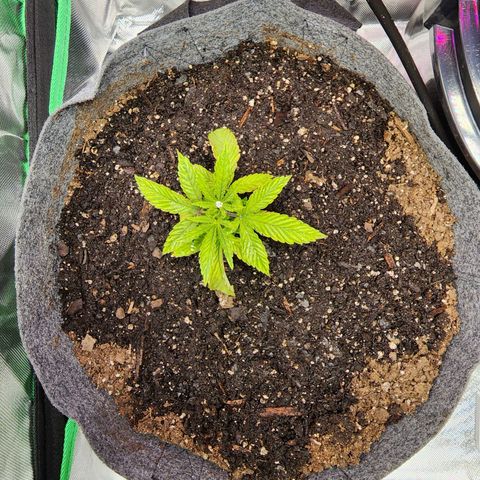 No haircut growlog photo: Soil was completely dried out added 4 cups of water. Look to be recovering.