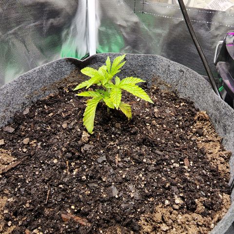 No haircut growlog photo: Soil was completely dried out added 4 cups of water. Look to be recovering.